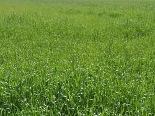 Terreno agricolo in Vendita a Carrara, zona Marina di Carrara, 50'000€, 1925 m²