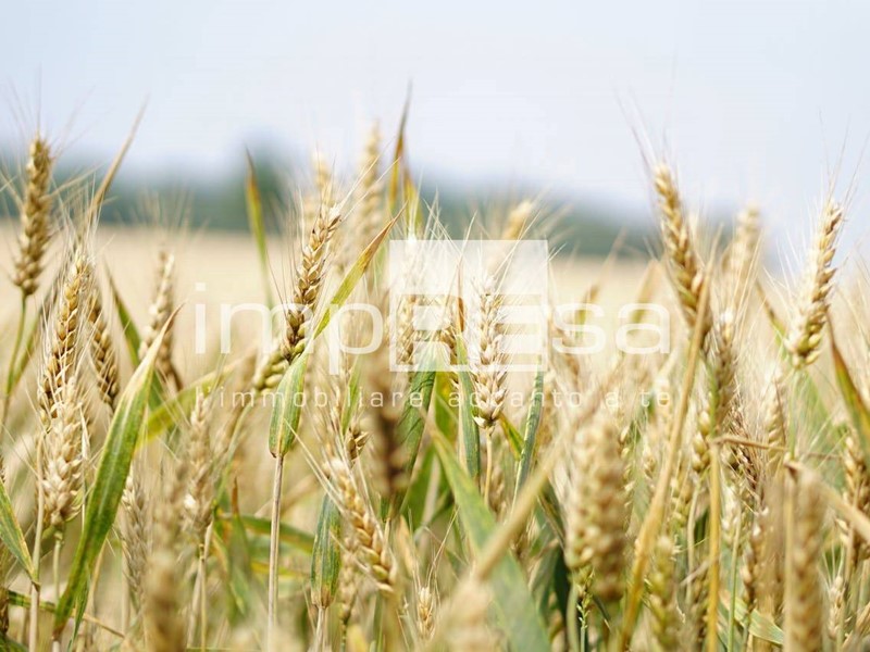 Terreno agricolo in Vendita a Trevignano, 30'000€, 3000 m²