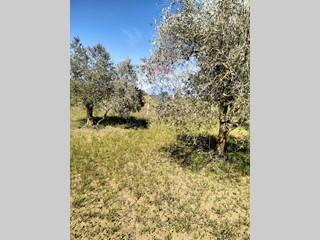 Terreno agricolo in Vendita a Caltagirone, 13'000€, 10000 m²
