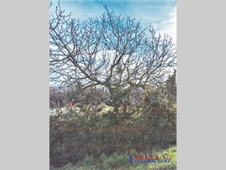 Terreno edificabile in Vendita a Cecina, 28'000€, 1500 m²