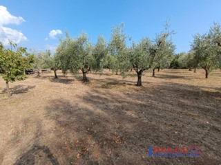 Terreno edificabile in Vendita a Rosignano Marittimo, 75'000€, 7000 m²