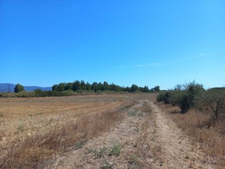 Terreno agricolo in Vendita a Villamassargia, 22'245€, 7415 m²