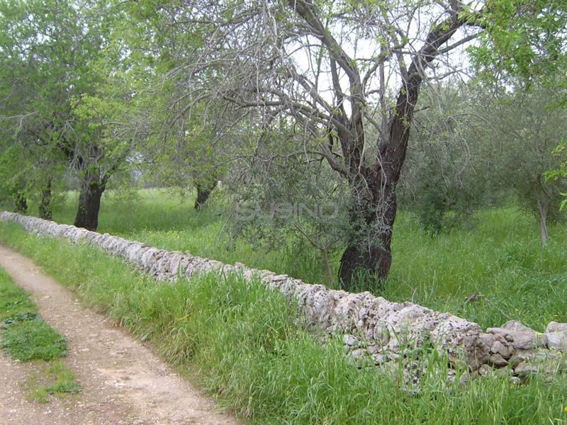 Terreno agricolo in Vendita a Siracusa, 27'000€, 10000 m²