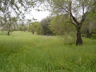 Terreno agricolo in Vendita a Siracusa, 27'000€, 10000 m²