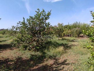 Terreno agricolo in Vendita a Floridia, 90'000€, 5000 m²