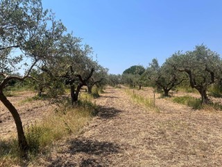 Terreno agricolo in Vendita a Castelvetrano, 18'000&euro;, 4000 m²