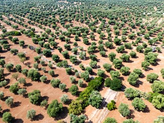 Terreno agricolo in Vendita a Ostuni, 75'000€, 11000 m²