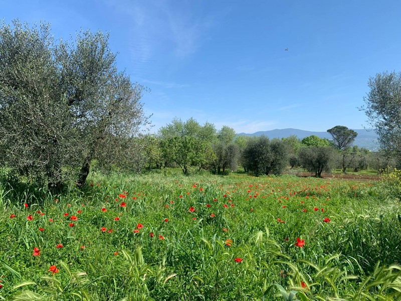 Rustico in Vendita a Graffignano, 30'000€, 70 m²