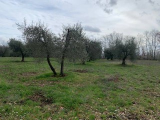 Terreno agricolo in Vendita a Graffignano, 15'000€, 5000 m²