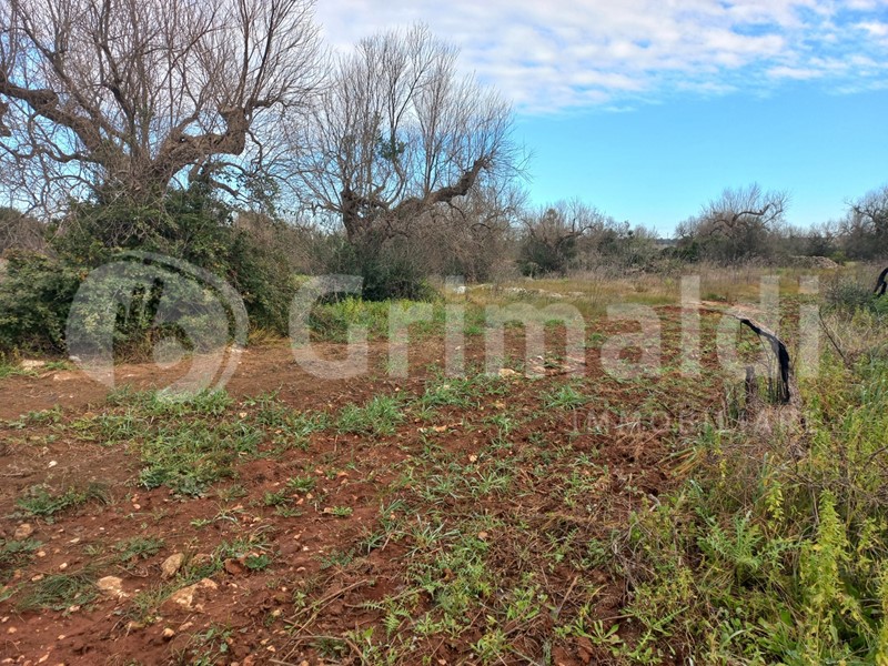 Terreno agricolo in Vendita a Presicce Acquarica, 45'000€, 20100 m²