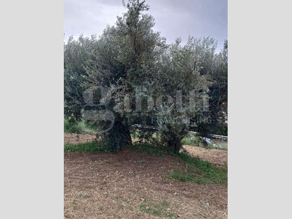 Terreno edificabile in Vendita a Amantea, 80'000€, 1000 m²