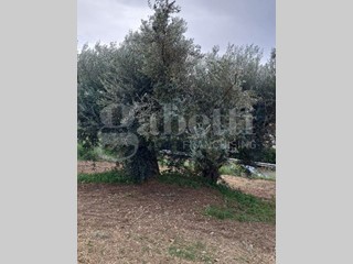 Terreno edificabile in Vendita a Amantea, 80'000€, 1000 m²