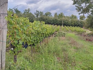 Casale in Vendita a Chiusdino, 900'000€, 300000 m², arredato