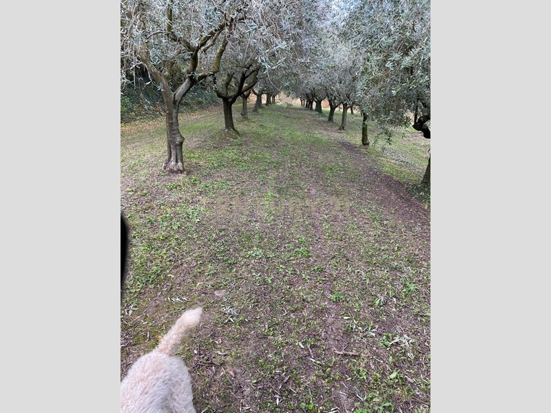 Terreno agricolo in Vendita a Mezzane di Sotto, 110'000€, 20000 m²