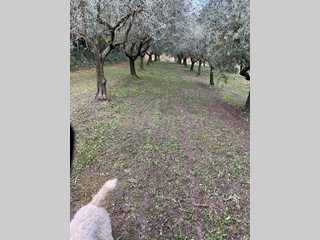 Terreno agricolo in Vendita a Mezzane di Sotto, 110'000€, 20000 m²