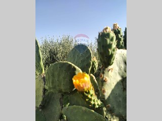 Terreno agricolo in Vendita a Caltagirone, 19'900€, 3890 m²