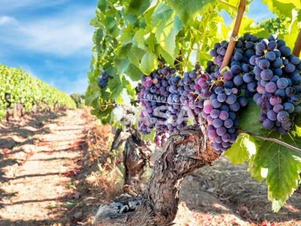 Terreno agricolo in Vendita a Noto, 83'000€, 18543 m²