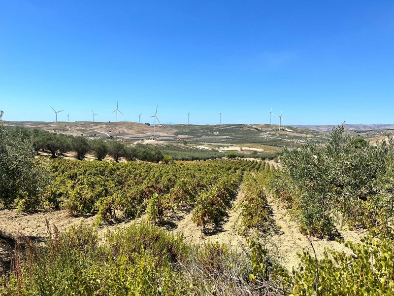 Terreno agricolo in Vendita a Castelvetrano, 35'000&euro;, 10000 m²