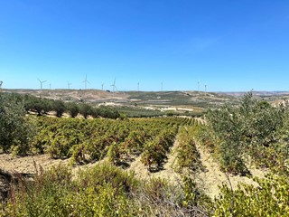 Terreno agricolo in Vendita a Castelvetrano, 35'000&euro;, 10000 m²