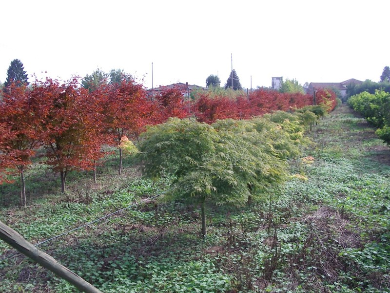 Terreno agricolo in Vendita a Schiavon, 150'000€, 7450 m²