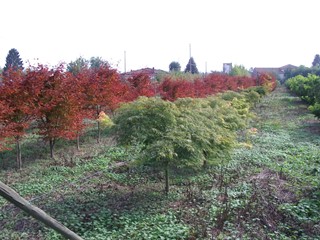 Terreno edificabile in Vendita a Schiavon, 150'000&euro;, 7450 m²