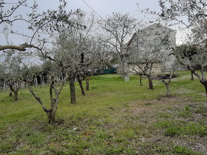 Terreno edificabile in Vendita a Francavilla d'Ete, zona via monterone, 23'000€, 1432 m²