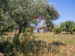 Terreno agricolo in Vendita a Noto, 135'000€, 16000 m²