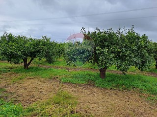 Terreno agricolo in Vendita a Catania, 167'000€, 30000 m²