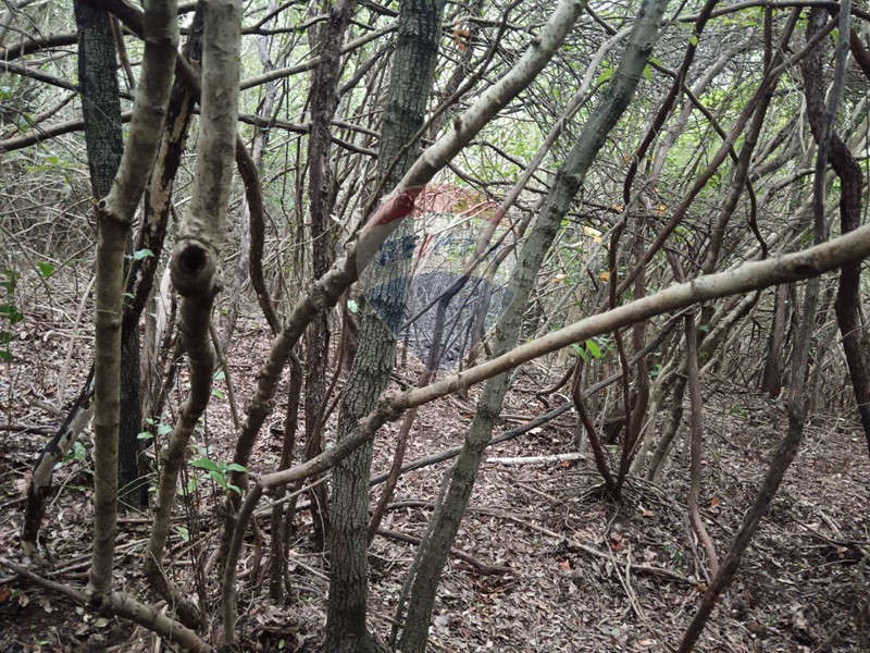 Terreno agricolo in Vendita a Gavorrano, 8'500€, 15000 m²