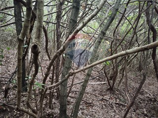 Terreno agricolo in Vendita a Gavorrano, 8'500€, 15000 m²