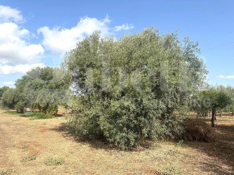 Terreno edificabile in Vendita a Noto, 65'000€, 7500 m²