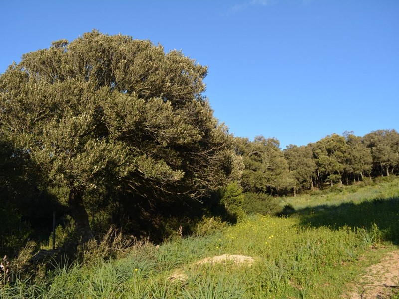 Magazzino in Vendita a Luogosanto, zona Chessa, 75'000€, 65 m²