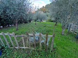 Terreno agricolo in Vendita a Carrara, zona Codena, 7'500&euro;, 660 m²