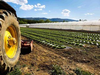 Terreno agricolo in Vendita a Cascina, 100'000€, 20000 m²