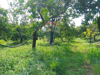 Terreno agricolo in Vendita a Santa Venerina, 75'000€, 4990 m²