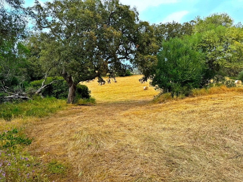 Terreno agricolo in Vendita a Luogosanto, 88'000€, 96266 m²