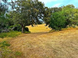 Terreno agricolo in Vendita a Luogosanto, 88'000€, 96266 m²