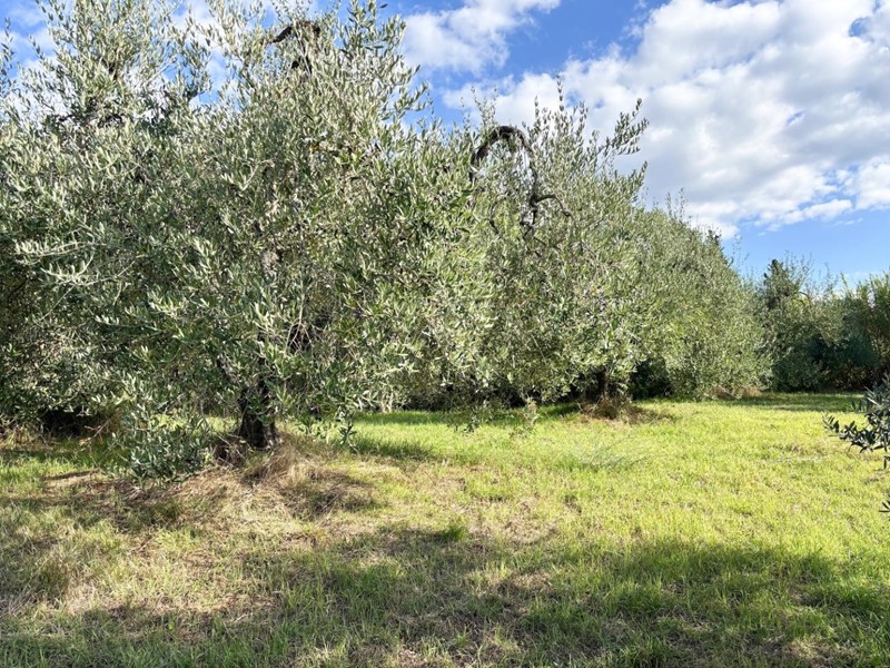 Terreno agricolo in Vendita a Empoli, zona Martignana, 24'000€, 5300 m²