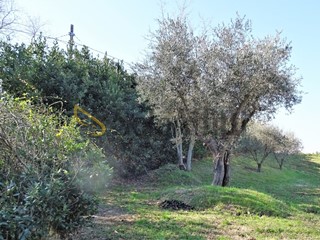 Terreno agricolo in Affitto a Senigallia, zona Sant'Angelo, 800€, 30000 m²