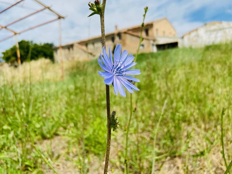 Rustico in Vendita a Belvedere Ostrense, 128'000€, 1500 m²