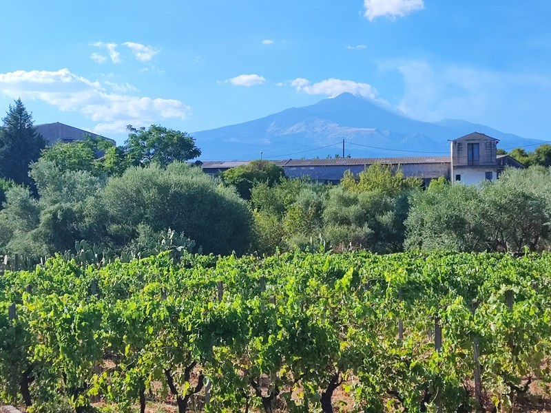 Terreno agricolo in Vendita a Valverde, zona periferica, 25'000€, 620 m²