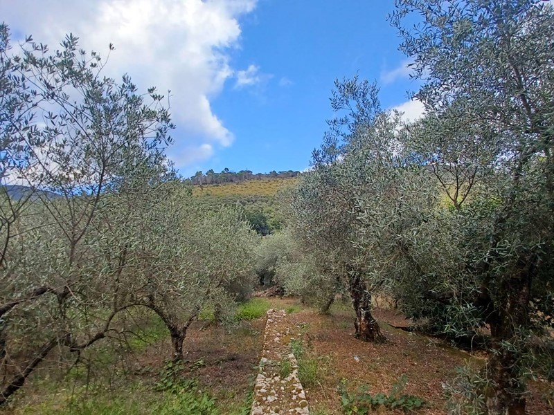 Terreno agricolo in Vendita a Sonnino, 12'000€, 10000 m²