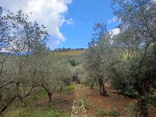 Terreno agricolo in Vendita a Sonnino, 12'000€, 10000 m²
