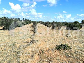Terreno agricolo in Vendita a Gallipoli, 150'000&euro;, 34500 m²