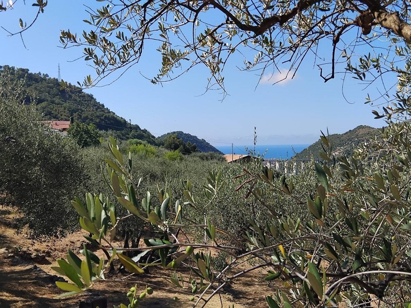 Terreno agricolo in Vendita a San Biagio della Cima, 82'000€, 4059 m²