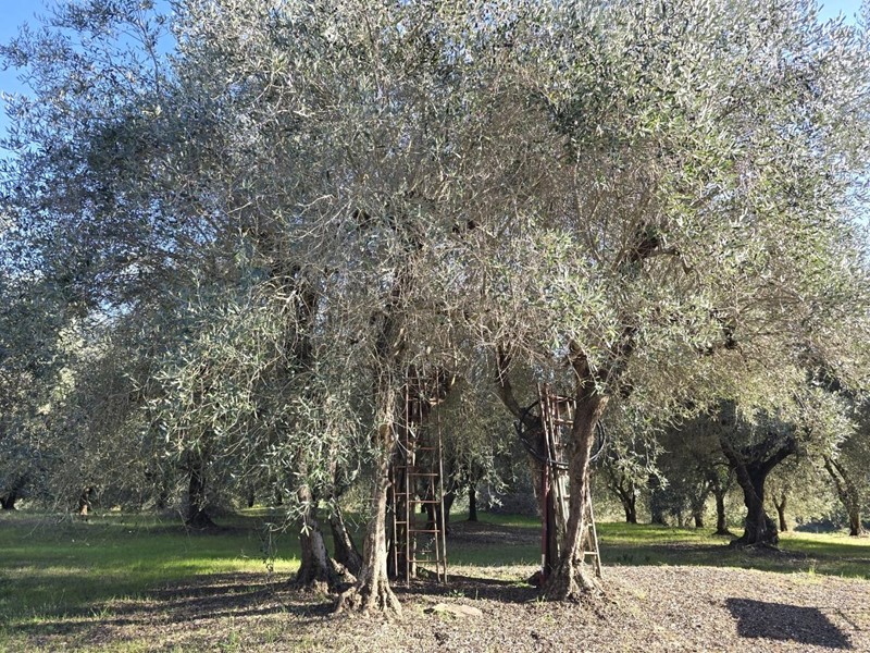 Terreno agricolo in Vendita a Colle di Val D'Elsa, 50'000&euro;, 3300 m²