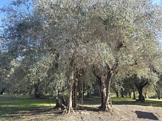 Terreno agricolo in Vendita a Colle di Val D'Elsa, 50'000€, 3300 m²