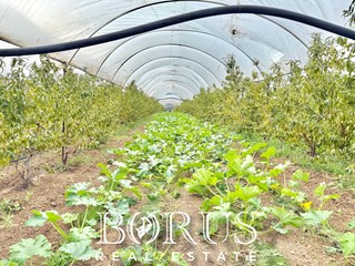 Attività commerciale in Vendita a Sessa Aurunca, 780'000€, 60000 m²