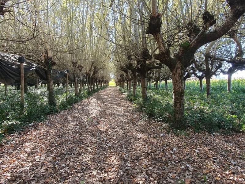 Terreno agricolo in Vendita a Capannori, zona Segromigno In Piano, 48'000€, 4000 m²