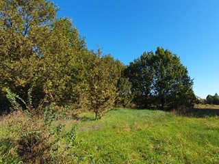 Terreno agricolo in Vendita a Capannori, zona Segromigno In Piano, 10'000€, 1690 m²